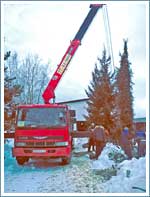Перевозка и посадка крупных елей весом более 6 тонн и высотой 8 метров манипулятором в Николо-Урюпино.